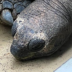Aldabra Giant Tortoise Closeup