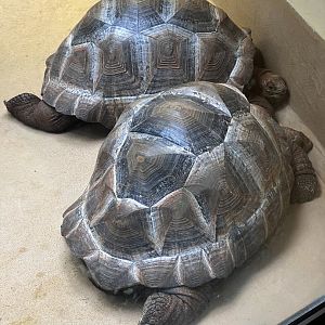 Aldabra Giant Tortoise Juveniles
