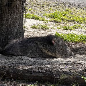 Chacoan Peccary