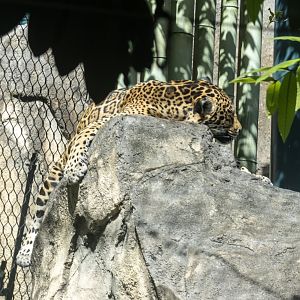 Jaguar