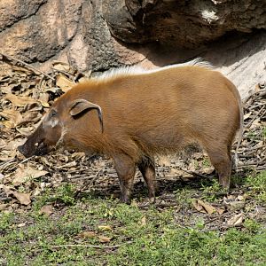 Red River Hog