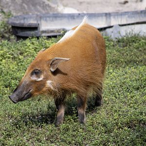 Red River Hog