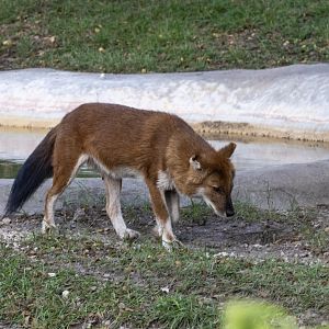 Dhole