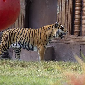 Sumatran Tiger