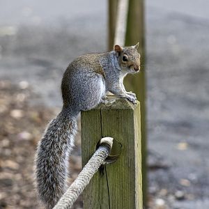 Grey Squirrel