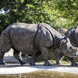 Greater One-horned Rhinoceros