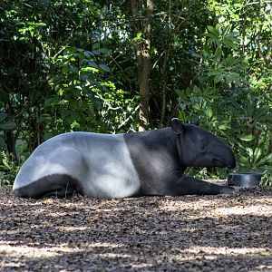 Malayan Tapir