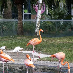 American Flamingo