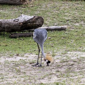 Grey-crowned Crane