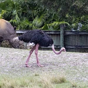 Ostrich