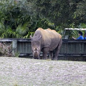 White Rhinoceros