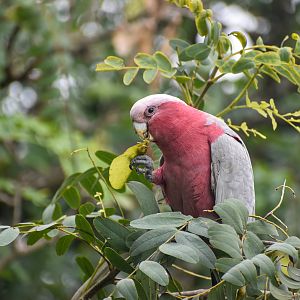 Galah
