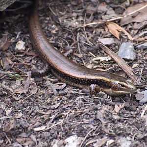 Eastern Water Skink