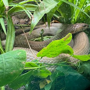 King Cobra - Secret Lives of Reptiles and Amphibians