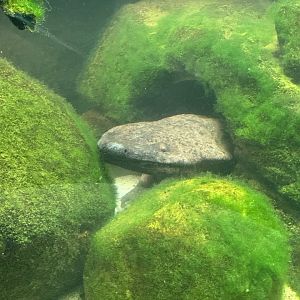 Chinese Giant Salamander