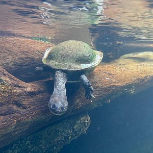 Roti Snake-Necked Turtle