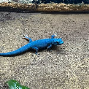 Turquoise Dwarf Gecko