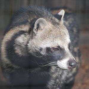 African civet