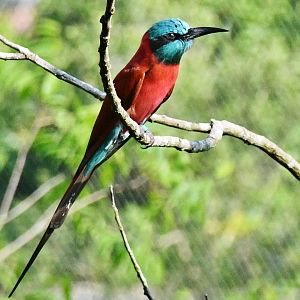 Northern Carmine Bee-eater (Merops nubicus)