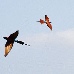 Northern Carmine Bee-eaters (Merops nubicus)