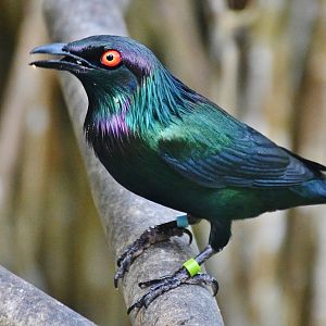Metallic Starling (Aplonis metallica)