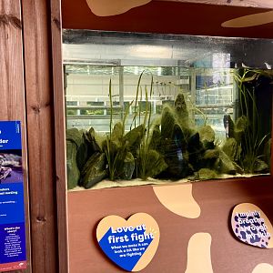 New Sardinian brook salamander exhibit