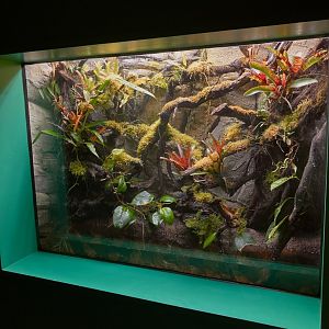 New Blue poison frog exhibit