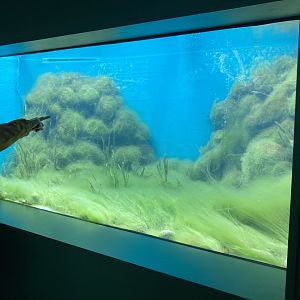 New Titicaca water frog exhibit