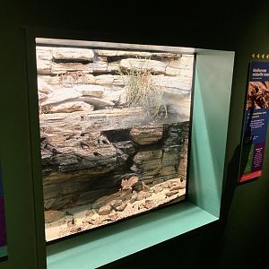New Mallorcan midwife toad exhibit