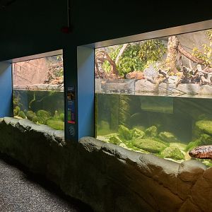 New series of Giant salamander exhibits
