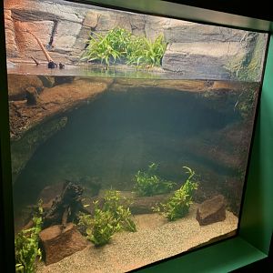 New Roti island Snake necked turtle exhibit