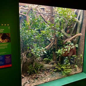 New Blue spotted tree monitor lizard exhibit