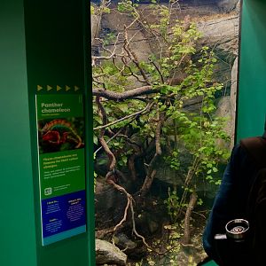New Panther chameleon exhibit