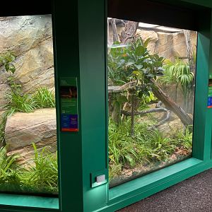 New King cobra exhibit
