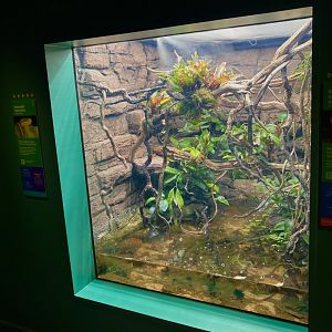 New emerald tree boa exhibit