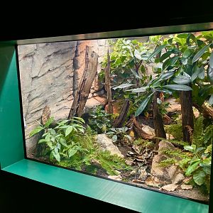 New Ethiopian mountain adder exhibit