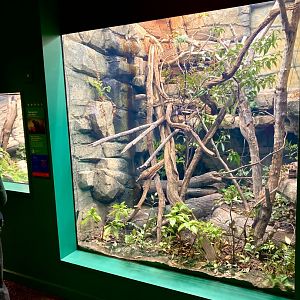 New Mangshan pit viper exhibit