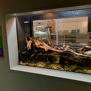 One of the new Big headed turtle exhibits