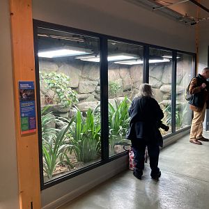 New Mountain chicken exhibit