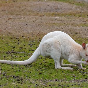 Bennett's Wallaby