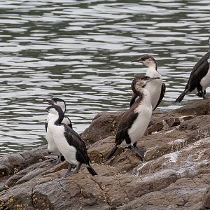 Black-faced Cormorants