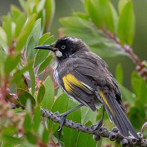 New Holland Honeyeater