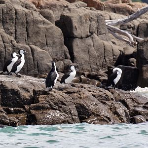Black-faced Cormorants