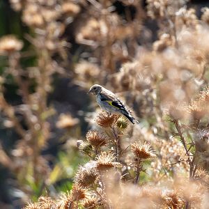European Goldfinch immature