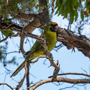 Green Rosella