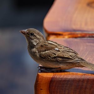 House Sparrow