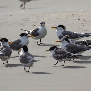 Crested Terns