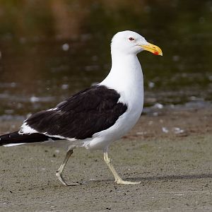 Kelp Gull
