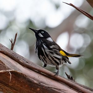 New Holland Honeyeater