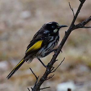 New Holland Honeyeater